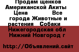 Продам щенков Американской Акиты › Цена ­ 25 000 - Все города Животные и растения » Собаки   . Нижегородская обл.,Нижний Новгород г.